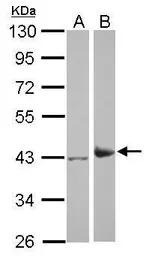 Anti-IDH3A antibody used in Western Blot (WB). GTX114486