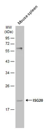 Anti-ISG20 antibody used in Western Blot (WB). GTX114499