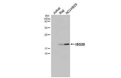 Anti-ISG20 antibody used in Western Blot (WB). GTX114499