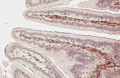 Anti-ISG20 antibody used in IHC (Paraffin sections) (IHC-P). GTX114499