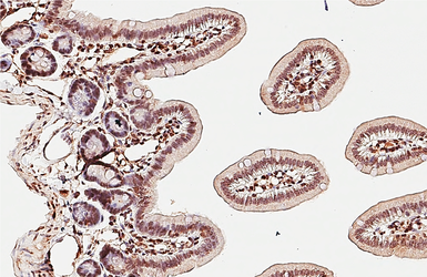 Anti-ISG20 antibody used in IHC (Paraffin sections) (IHC-P). GTX114499