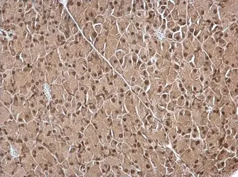 Anti-IPO5 antibody used in IHC (Paraffin sections) (IHC-P). GTX114514