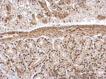 Anti-IPO5 antibody used in IHC (Paraffin sections) (IHC-P). GTX114514