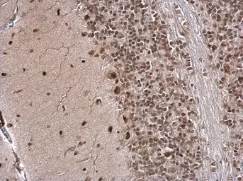 Anti-IPO5 antibody used in IHC (Paraffin sections) (IHC-P). GTX114514