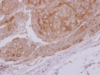 Anti-Lactate Dehydrogenase C antibody used in IHC (Paraffin sections) (IHC-P). GTX114525