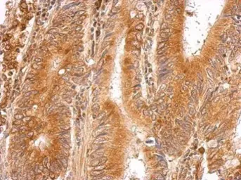 Anti-LMAN1 antibody [N1C1] used in IHC (Paraffin sections) (IHC-P). GTX114530