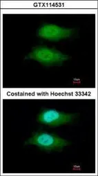 Anti-VWA5A antibody used in Immunocytochemistry/ Immunofluorescence (ICC/IF). GTX114531