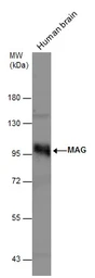 Anti-MAG antibody used in Western Blot (WB). GTX114542