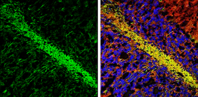 Anti-MAG antibody used in IHC (Frozen sections) (IHC-Fr). GTX114542