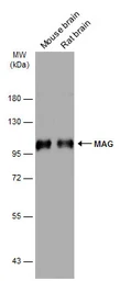 Anti-MAG antibody used in Western Blot (WB). GTX114542