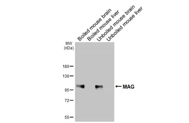 Anti-MAG antibody used in Western Blot (WB). GTX114542