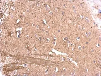 Anti-MAG antibody used in IHC (Paraffin sections) (IHC-P). GTX114542