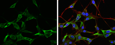 Anti-NAGLU antibody [N3C1], Internal used in Immunocytochemistry/ Immunofluorescence (ICC/IF). GTX114569