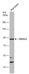 Anti-NAGLU antibody [N3C1], Internal used in Western Blot (WB). GTX114569