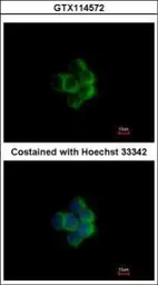 Anti-NDUFA10 antibody used in Immunocytochemistry/ Immunofluorescence (ICC/IF). GTX114572