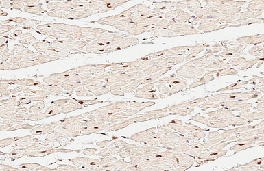 Anti-NFIA antibody used in IHC (Paraffin sections) (IHC-P). GTX114580