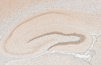 Anti-NFIA antibody used in IHC (Paraffin sections) (IHC-P). GTX114580
