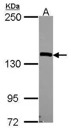 Anti-Nardilysin antibody [N3C2], Internal used in Western Blot (WB). GTX114591