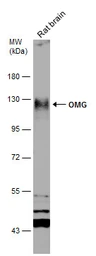 Anti-OMG antibody used in Western Blot (WB). GTX114598