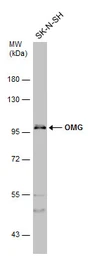Anti-OMG antibody used in Western Blot (WB). GTX114599