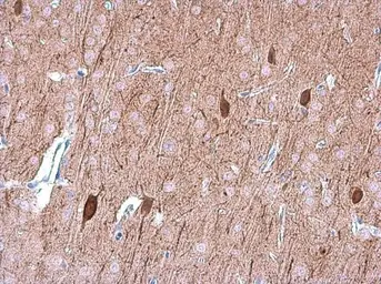 Anti-OMG antibody used in IHC (Paraffin sections) (IHC-P). GTX114599