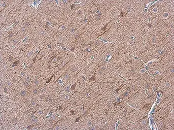 Anti-OMG antibody used in IHC (Paraffin sections) (IHC-P). GTX114599