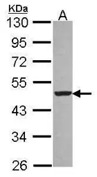 Anti-EBP1 antibody [N3C3] used in Western Blot (WB). GTX114610