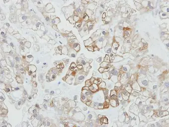 Anti-PDZK1 antibody [C1C3] used in IHC (Paraffin sections) (IHC-P). GTX114628