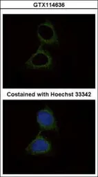Anti-SERPINB6 antibody [N1C1] used in Immunocytochemistry/ Immunofluorescence (ICC/IF). GTX114636