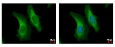 Anti-SERPINB6 antibody [N2C2], Internal used in Immunocytochemistry/ Immunofluorescence (ICC/IF). GTX114637