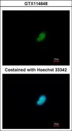 Anti-POLR2E antibody used in Immunocytochemistry/ Immunofluorescence (ICC/IF). GTX114648