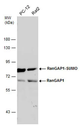 Anti-RanGAP1 antibody [N1N3] used in Western Blot (WB). GTX114700