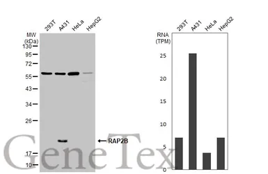Anti-RAP2B antibody used in Western Blot (WB). GTX114702