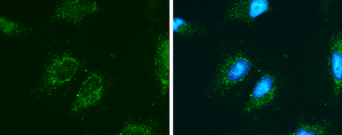 Anti-RBP3 antibody [C2C3], C-term used in Immunocytochemistry/ Immunofluorescence (ICC/IF). GTX114714