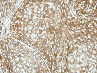 Anti-RDH5 antibody [N2C3] used in IHC (Paraffin sections) (IHC-P). GTX114715