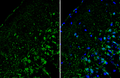 Anti-ROR beta antibody used in IHC (Frozen sections) (IHC-Fr). GTX114722