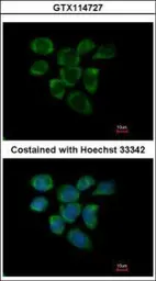 Anti-RPL7A antibody used in Immunocytochemistry/ Immunofluorescence (ICC/IF). GTX114727