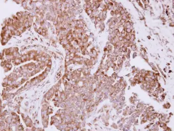 Anti-RPL7A antibody used in IHC (Paraffin sections) (IHC-P). GTX114727
