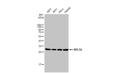 Anti-RPL7A antibody used in Western Blot (WB). GTX114727