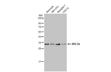 Anti-RPL7A antibody used in Western Blot (WB). GTX114727
