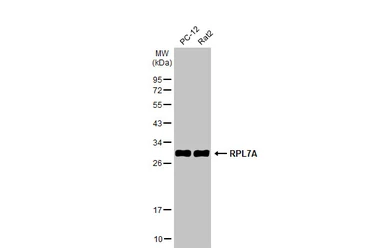 Anti-RPL7A antibody used in Western Blot (WB). GTX114727
