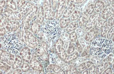 Anti-RPL24 antibody used in IHC (Paraffin sections) (IHC-P). GTX114729