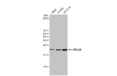 Anti-RPL24 antibody used in Western Blot (WB). GTX114729