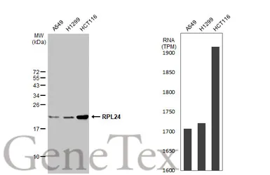 Anti-RPL24 antibody used in Western Blot (WB). GTX114729