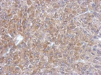 Anti-SEC13L1 antibody used in IHC (Paraffin sections) (IHC-P). GTX114742