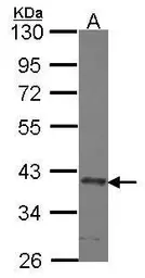 Anti-SEC13L1 antibody used in Western Blot (WB). GTX114742
