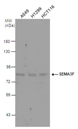 Anti-SEMA3F antibody [N1N2], N-term used in Western Blot (WB). GTX114743
