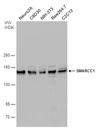 Anti-SMARCC1 antibody [C2C3], C-term used in Western Blot (WB). GTX114777