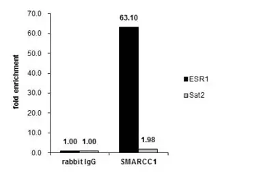 Anti-SMARCC1 antibody [C2C3], C-term used in ChIP assay (ChIP assay). GTX114777