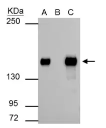 Anti-SMARCC1 antibody [C2C3], C-term used in Immunoprecipitation (IP). GTX114777